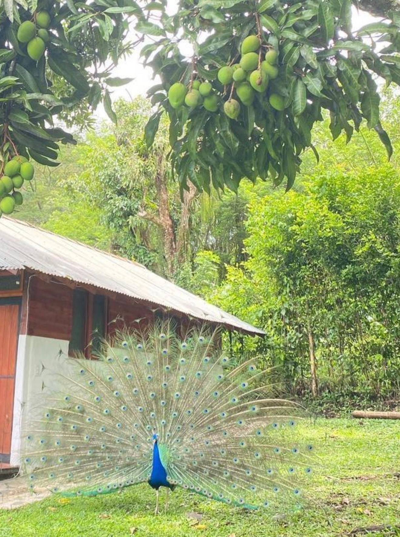 Peacock with open tail feathers under mango tree at Morvan