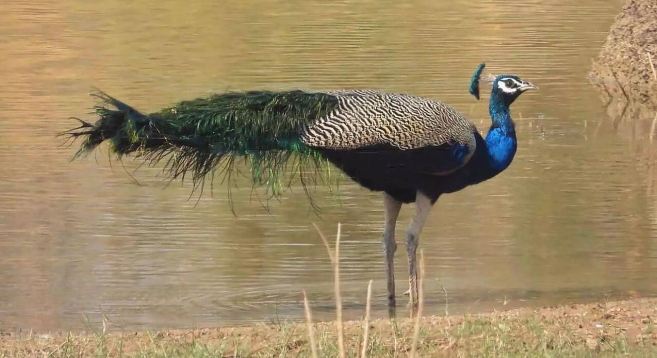 Peacock by the lakeside at Morvan
