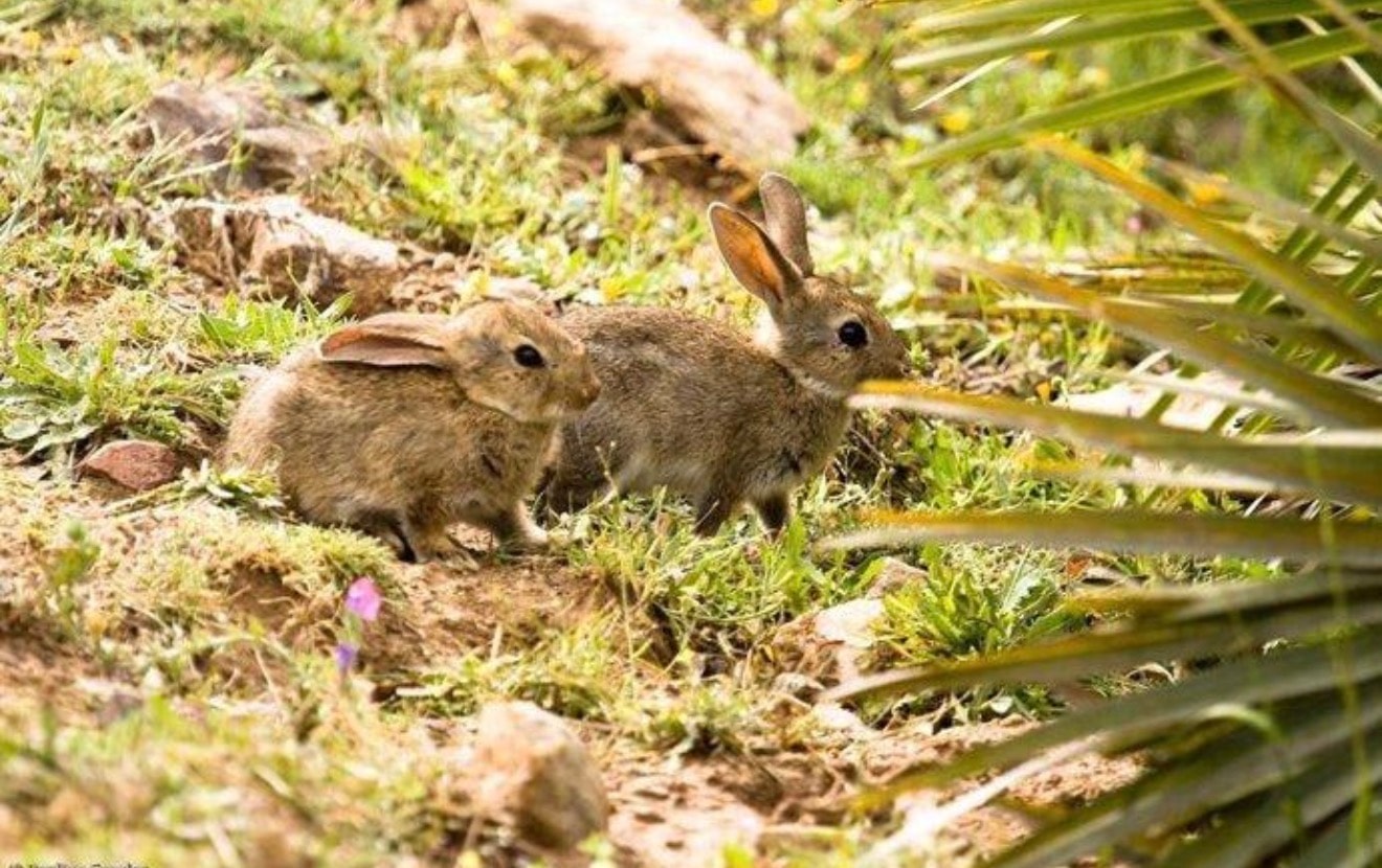 Wild rabbits in the natural grounds at Morvan