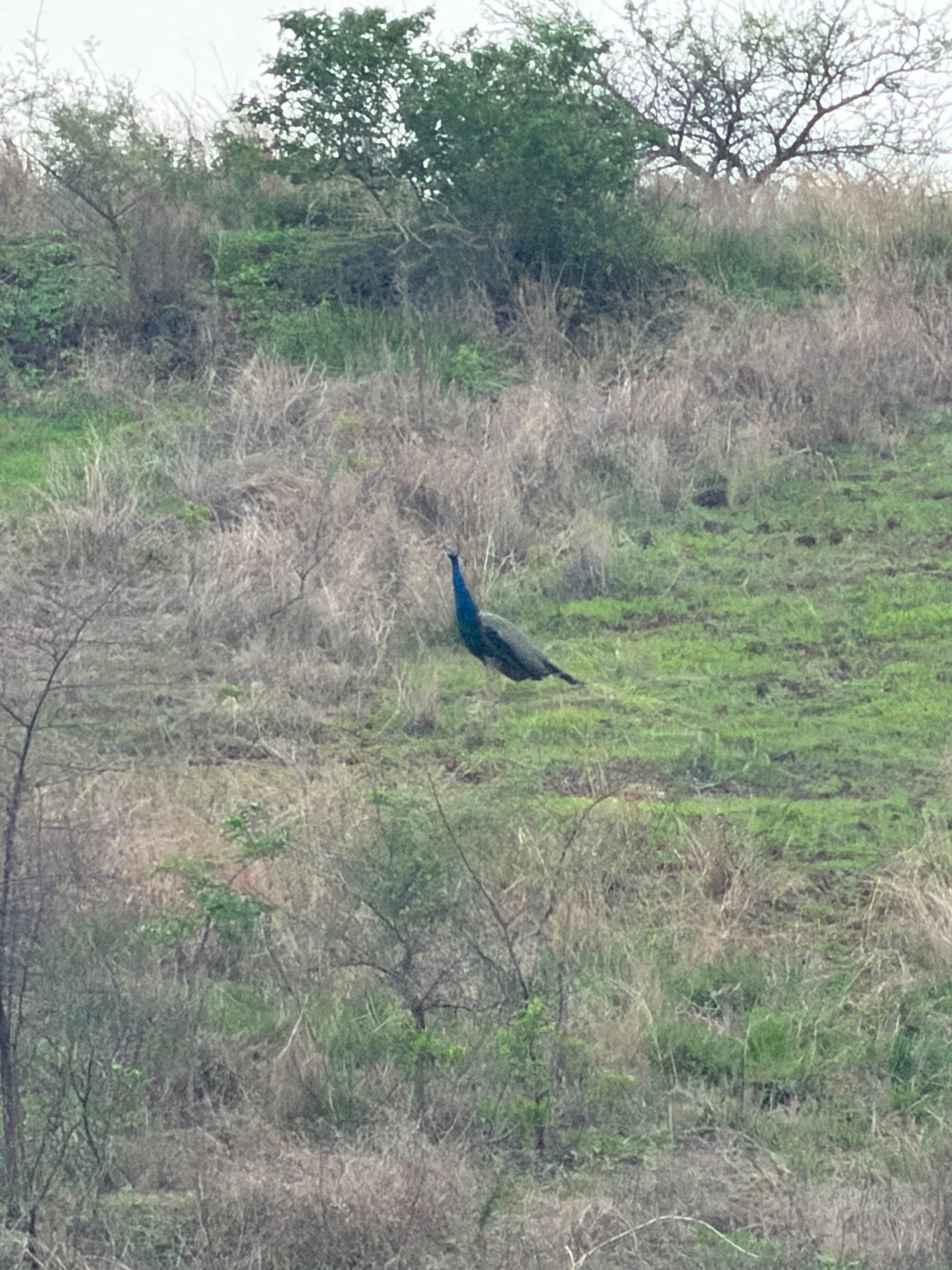 Peacocks in the garden at Morvan farm
